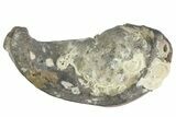 Fossil Whale Ear Bone - Miocene #177810-1